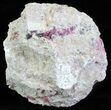 Roselite Crystals on Calcite - Morocco #61203-3